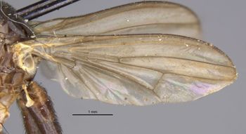 Media type: image;   Entomology 7832 Aspect: front wing